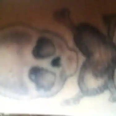Skull and Heart-Shaped Design Tattoo